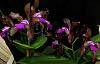 Cattleya  tigrina  'Sanbar Giant '-tig4-jpg