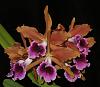 Cattleya tenebrosa 'Seven Samurai' HCC/AOS-teness1-jpg