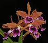 Cattleya tenebrosa 'Seven Samurai' HCC/AOS-teness2-jpg