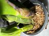 Micro mini Cattleya in Sphagnum moss-img_0161-jpg