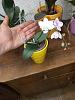 Very tiny and very odd phal-whatsapp-image-2024-06-14-13-07-31_e61e8a12-jpg