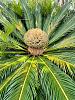 Cycads-female-jpg