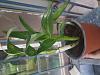 Dying Cattleya-20240617_170030-jpg