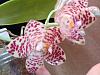 Phalaenopsis gigantea - long term growing project-img_20240622_124558069_hdr-jpg