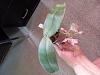Phalaenopsis gigantea - long term growing project-img_20240622_124317294-jpg