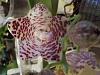 Phalaenopsis gigantea - long term growing project-img_20240621_054403517_hdr-jpg