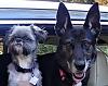Our Dogs, Molly and Makenzie-pa150087-2-jpg