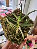 Angraecum didieri pictures mounted bud to bloom-2024-04-01-ang-didieri-1-jpg