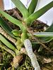 Angraecum didieri pictures mounted bud to bloom-2024-04-01-ang-didieri-jpg