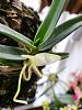 Angraecum didieri pictures mounted bud to bloom-2024-05-02-ang-didieri-2-jpg