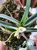 Angraecum didieri pictures mounted bud to bloom-2024-05-02-ang-didieri-3-jpg