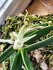Angraecum didieri pictures mounted bud to bloom-2024-05-02-ang-didieri-4-jpg