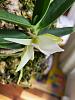 Angraecum didieri pictures mounted bud to bloom-2024-05-02-ang-didieri-5-jpg