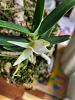 Angraecum didieri pictures mounted bud to bloom-2024-05-02-ang-didieri-6-jpg