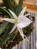Angraecum didieri pictures mounted bud to bloom-2024-05-02-ang-didieri-7-jpg