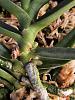 Angraecum didieri pictures mounted bud to bloom-2024-07-02-angraecum-didieri-2-jpg