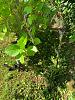 A Surprise Serapias Sprout in the Garden-407105e3-d41b-4d33-bff2-c6e1b44c177c-jpg