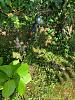 A Surprise Serapias Sprout in the Garden-37f079d1-da3c-4d91-bf00-172379a730d0-jpg
