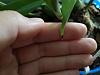 Coelogyne cristata with fast growing black splotches on leaf tip-black-tip-leaf-jpg