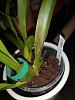 Coelogyne cristata with fast growing black splotches on leaf tip-beallara_1-month-ago-jpg
