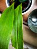 Coelogyne cristata with fast growing black splotches on leaf tip-odontobrassia_1-jpg