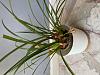 Maxillaria Tenuifolia-img_4870-jpg