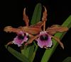 Cattleya tenebrosas-prince1-jpg