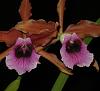 Cattleya tenebrosas-prince2-jpg