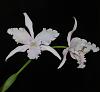 Cattleya tenebrosas-jeni1-jpg
