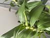 Dendrobium Nobile-img_7956-jpg