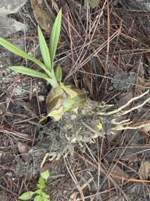 Golfball sized pseudobulb in Florida pine forest-img_9921-jpg