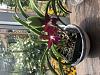 Timing of cattleya repot-2022-08-06-13-15-58-jpg