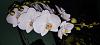 Getting a Phal to bloom in Caribbean-img_20250310_183344-jpg