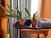 Is Laelia purpurata a roots or shoots first?-laeliapurpurata-jpg