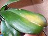 Remove this Phal leaf?-orchids-002-jpg
