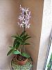 My new Dend-orchids-001-jpg