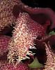 Bulbophyllum phaleanopsis-bulbo-phaly3-jpg