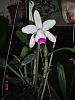 Cattleya intermedia orlata-imagem-006-jpg