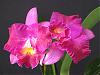 New Young First Blooms-ottara-hwa-yuan-bay-shu-am-os-roc-jpg