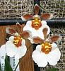 In Bloom Now-tolumnia-orchidom-stunner-chameleon-hccaos-tetrapetala-jpg