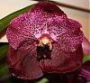 First Vanda *s*-img_1907-jpg