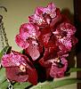 First Vanda *s*-img_1912-jpg