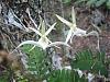 All the ghosts flowering this year-double-ghost-028-jpg