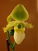 Help me id one paph. and one phal.-red-phap-jpg