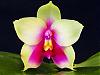 More Nomenclature Questions...-phal-violacea-var-borneo-jpg