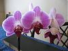 How many orchids do you have and how many orchids do you usually buy at one time??-jpg