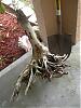 Mangrove Root Drift Wood-dscn3913-jpg