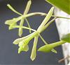 Epidendrum conopseum-epidendrum-conopseum-bloom-jpg