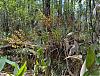 Where to find Cyrtopodium punctatum?-hiking-pictures-0651-jpg
