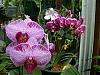 Basket Phals &amp; Others-phals-jpg